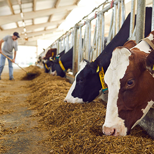 Nông nghiệp - Chăn nuôi - Thú y